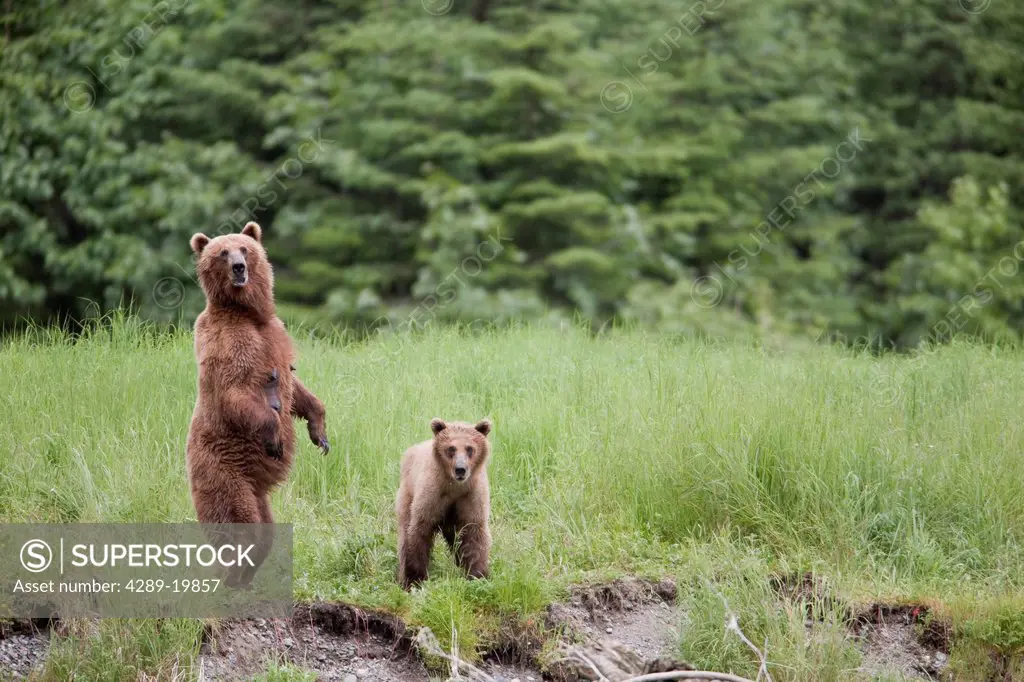 Brown bear female stands with her cub in tall grasses, Prince William Sound, Chugach Mountains, Chugach National Forest, Southcentral Alaska, Summer