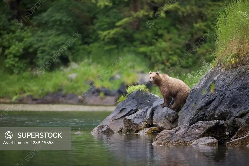 Brown Bear watches for salmon in a stream near Prince William Sound, Chugach Mountains, Chugach National Forest, Alaska, Southcentral, Summer