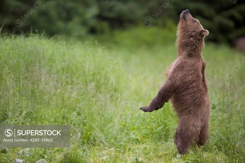 View of Brown bear standing upright and sniffing the air, Prince William Sound, Chugach Mountains, Chugach National Forest, Alaska, Southcentral, Summ...