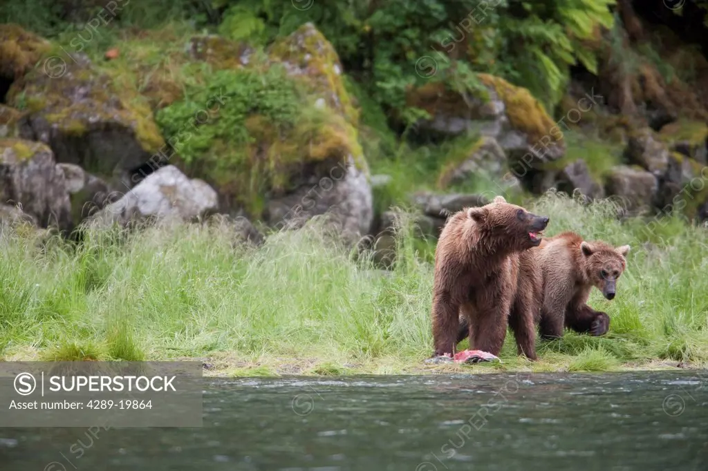 Brown bear sow with older cub eating salmon on a stream bank near Prince William Sound, Chugach Mountains, Chugach National Forest, Alaska, Southcentr...