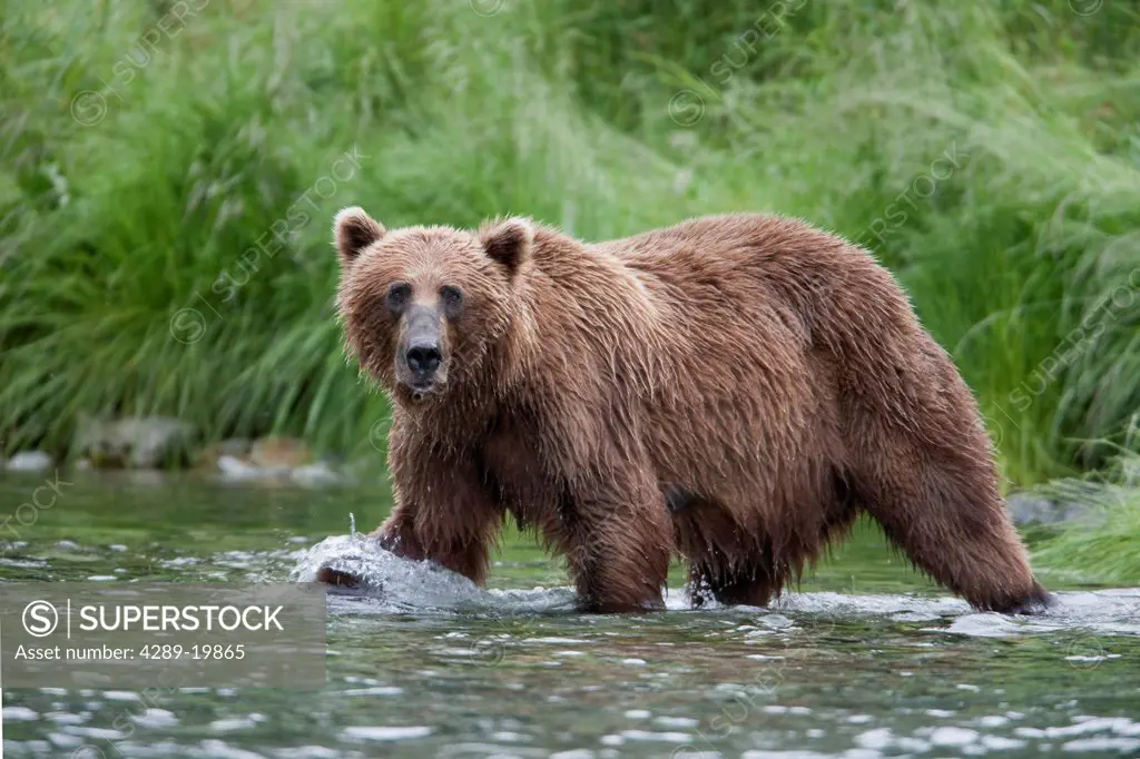 View of a Brown bear fishing for salmon in a stream near Prince William Sound, Chugach Mountains, Chugach National Forest, Alaska, Southcentral, Summe...