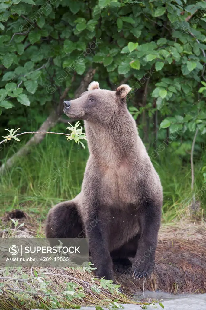 View of a brown bear sitting on stream bank sniffing the air, Copper River, Chugach Mountains, Chugach National Forest, Alaska, Southcentral, Summer