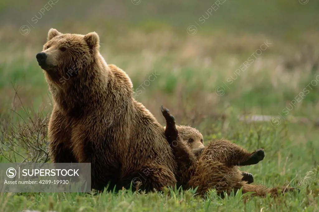 Grizzly Mother & Cub McNeil River Game Sanctuary AK