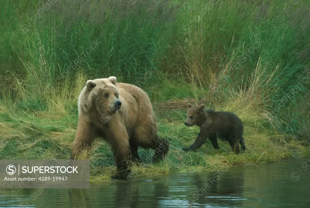 Grizzly Bear w/ Spring Cubs Lower Brooks River SW AK Looking for Salmon