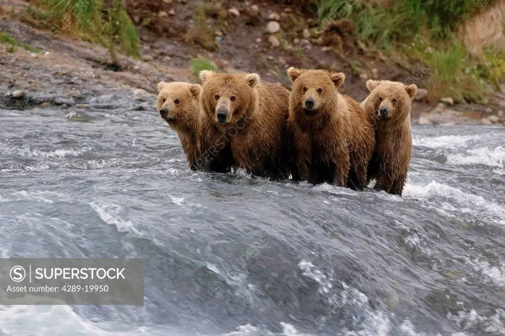 Brown Bear Sow & Cubs Standing in McNeil River Southwest Alaska Summer