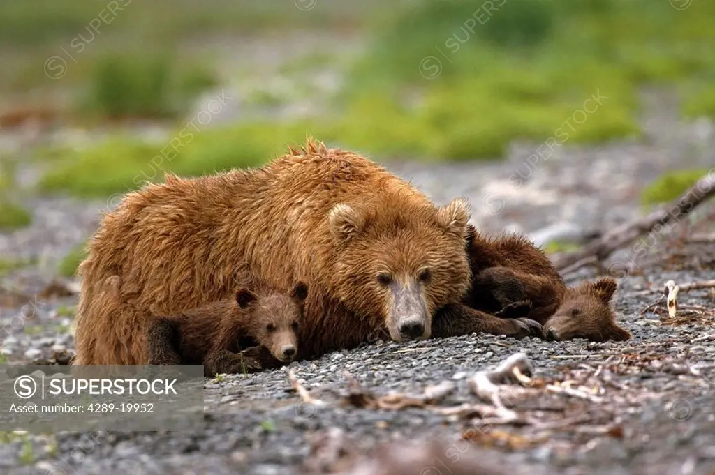 Brown Bear Sow & Cubs Resting McNeil River Alaska Summer