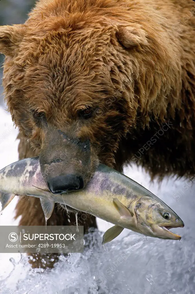 Adult Brown Bear with Salmon in Mouth Close up McNeil