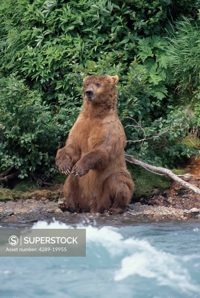 Adult Grizzly Standing up on Feet Looking Across McNeil State Game Sanctuary Southwest Alaska Summer