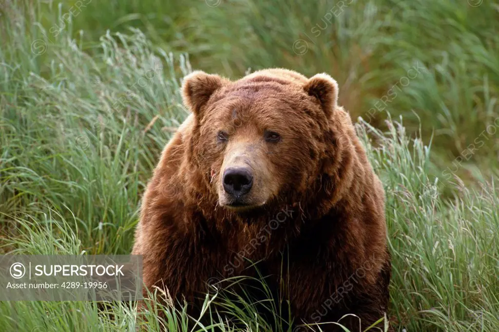 Close up of Brown Bear in Grass McNeil River Sanctuary