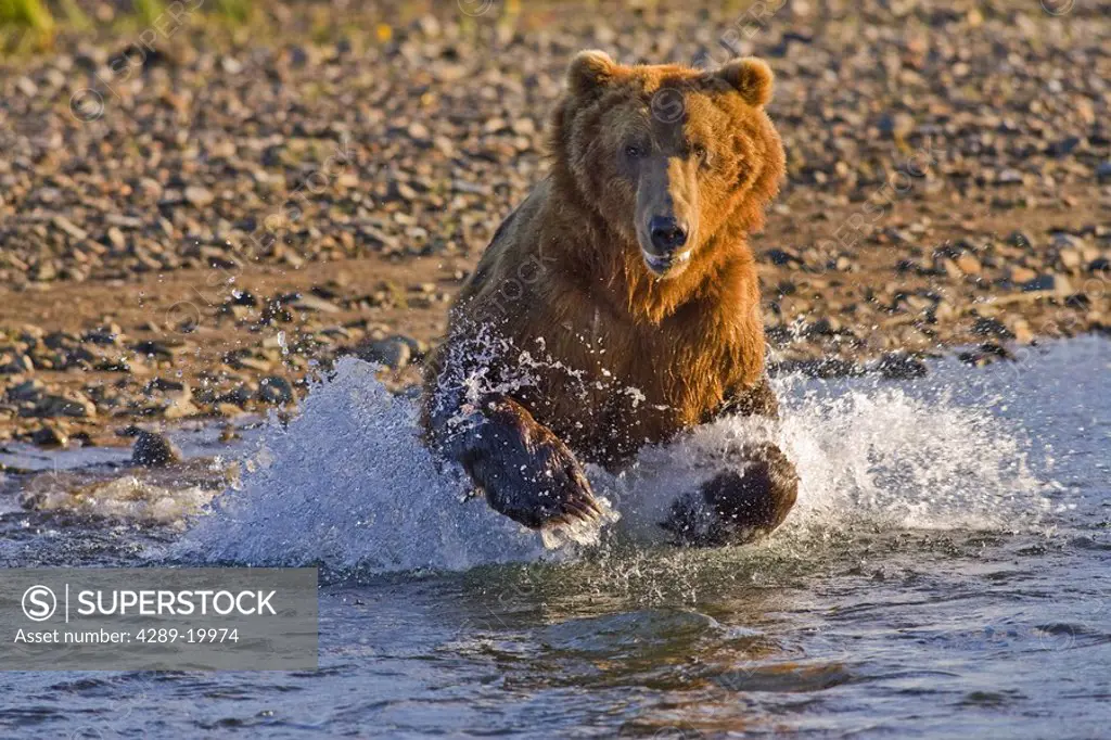 Brown bear chasing salmon in the Kaguyak area of Katmai National Park, Alaska