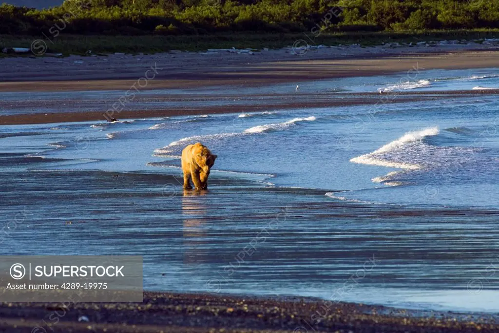 Brown bear walks along the shoreline in the Kaguyak area of Katmai National Park, Alaska