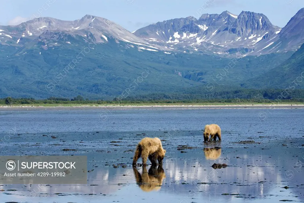 Brown bears digging clams in tidal flats at mouth of Big River in Katmai National Park, Alaska