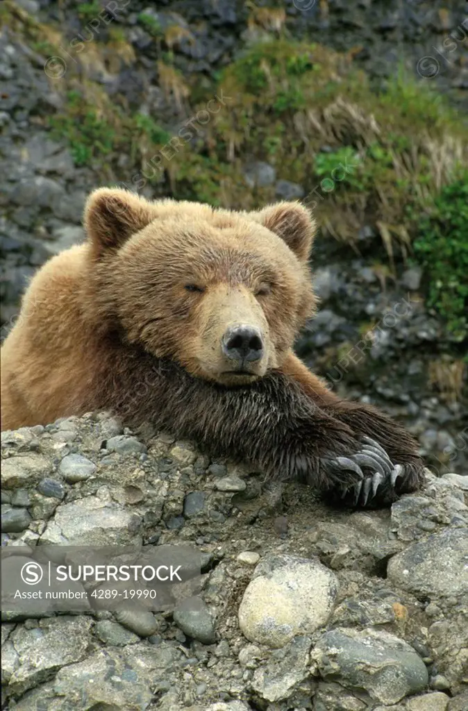 Brown Bear Cub Close_up Mikfik Creek McNeil River AK Southwest Game Sanctuary