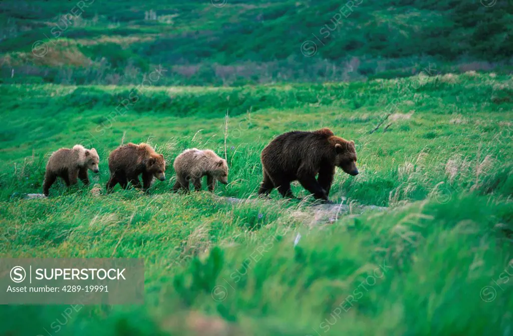 Brown Bear Cubs following Mom McNeil River SW AK Summer