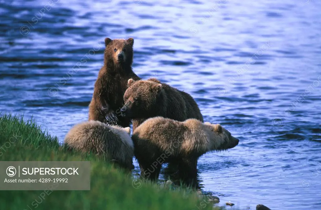 Brown Bear Cubs w/ Mom McNeil River SW AK Summer