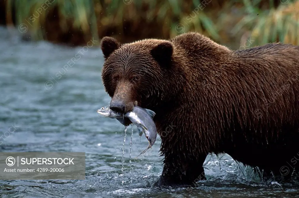 Adult Brown Bear w/Chum Salmon in River SW AK Summer Geographic Harbor
