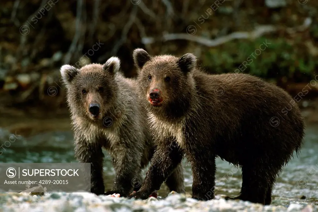 Brown Bear Cub Twins on Riverbank SW AK Summer Geographic Harbor