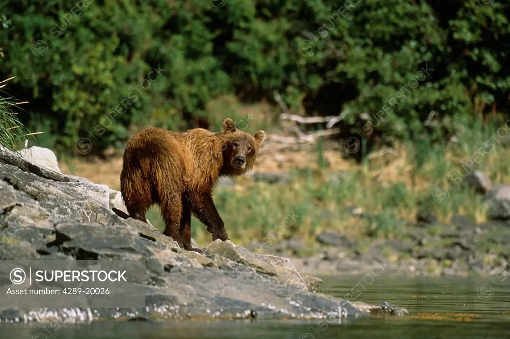 Brown Bear on Rocky Shore Geographic Harbor SW AK Summer