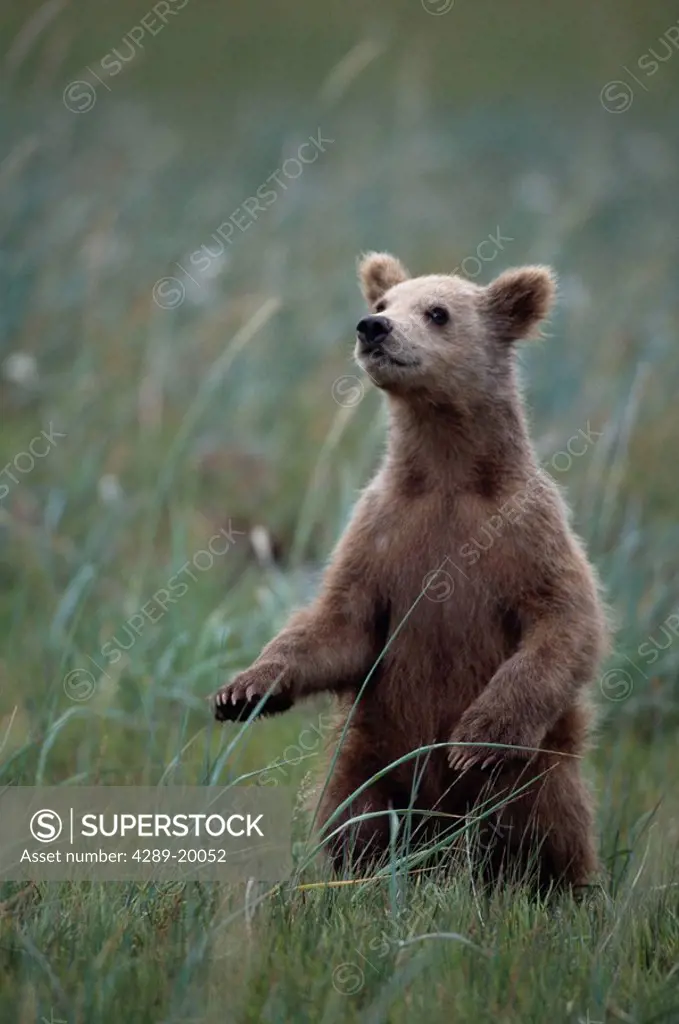 Grizzly Cub in Grass Hallo Bay Katmai NP Alaska