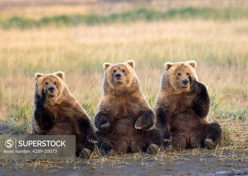 Three grizzlies sitting in meadow scratching faces Katmai National Park Alaska Composite