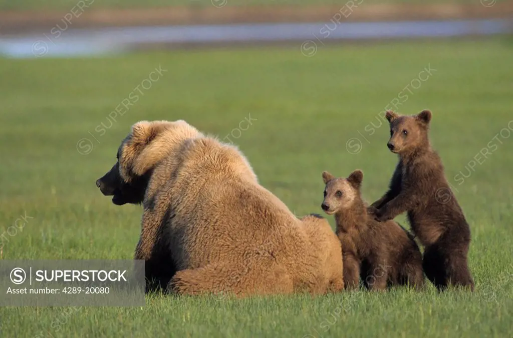 Brown bear sow & twin cubs sitting in grassy meadow Hallo Bay Katmai National Park Southwest AK Spring