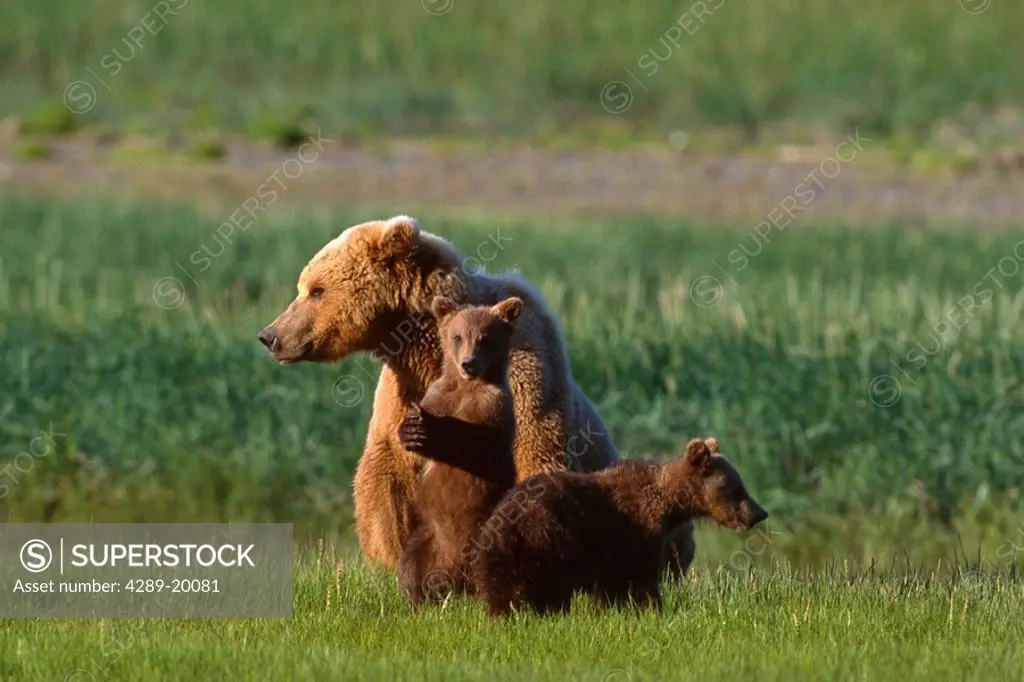 Brown bear sow & twin cubs sitting in grassy meadow Hallo Bay Katmai National Park Southwest AK Spring