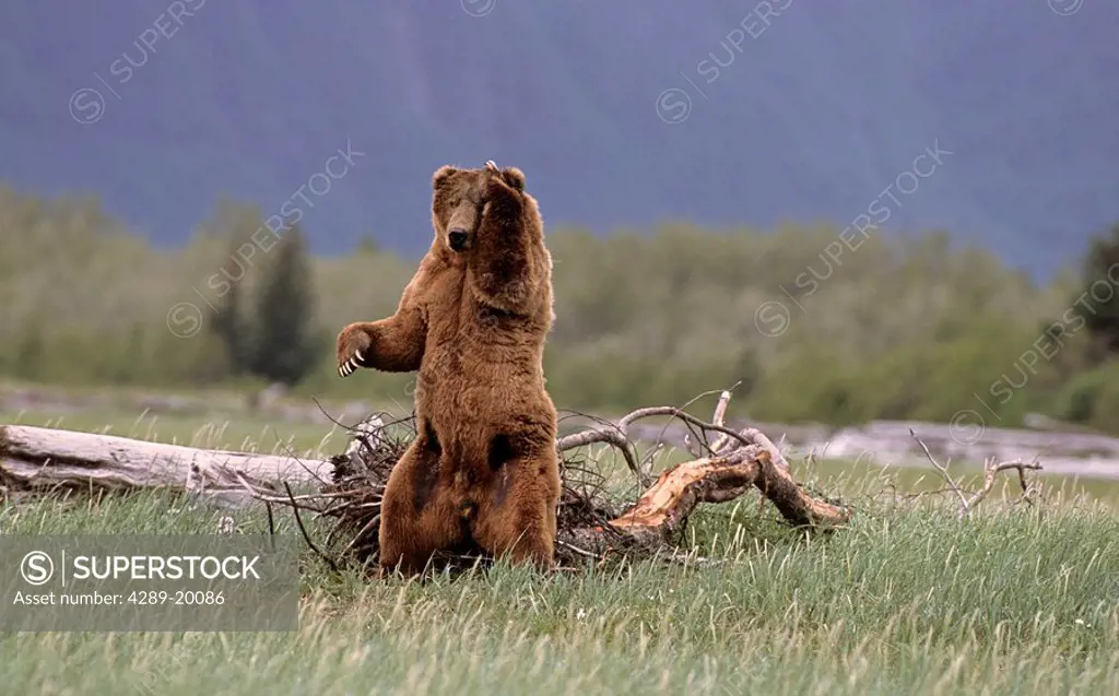 Brown bear in meadow scratching head with paw Hallo Bay Katmai National Park Southwest AK Spring