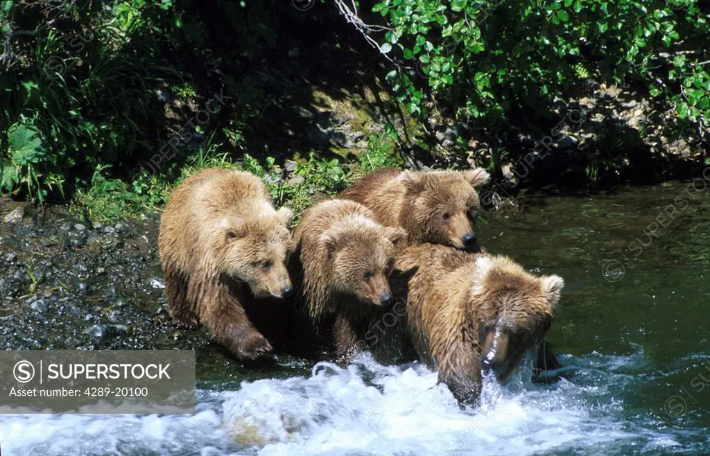 Grizzlies on Mikfik Creek McNeil Bear Sanctuary SW Ak