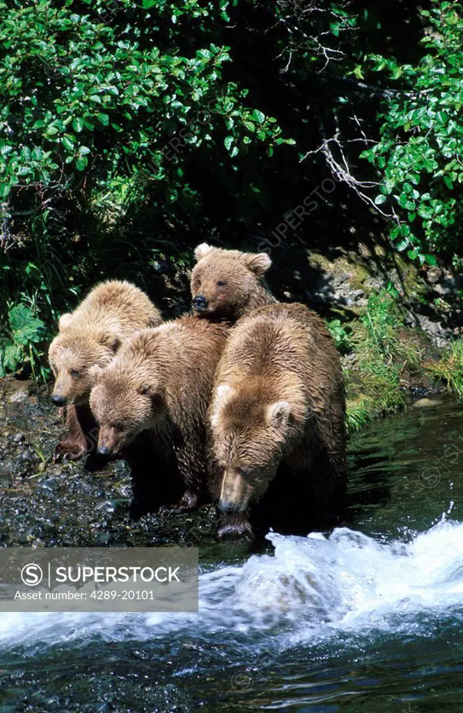 Grizzlies on Mikfik Creek McNeil Bear Sanctuary SW Ak