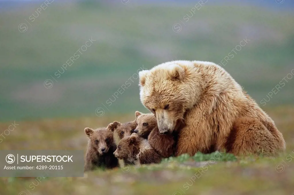 Grizzly Bear sow w/4 young cubs near Moraine Creek Katmai National Park Southwest Alaska Summer