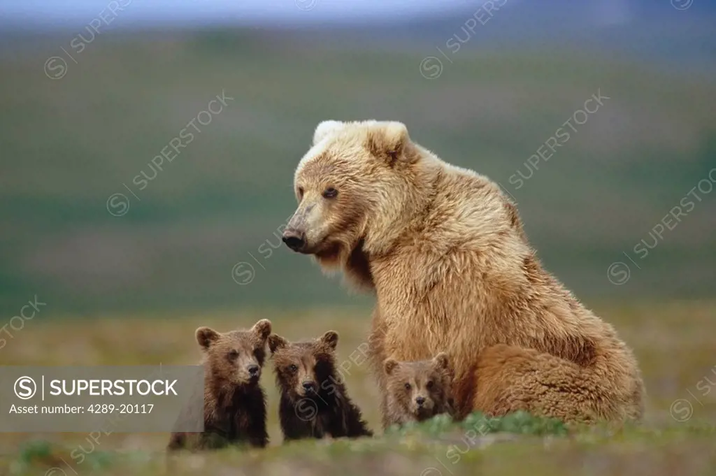 Grizzly Bear sow w/4 young cubs near Moraine Creek Katmai National Park Southwest Alaska Summer
