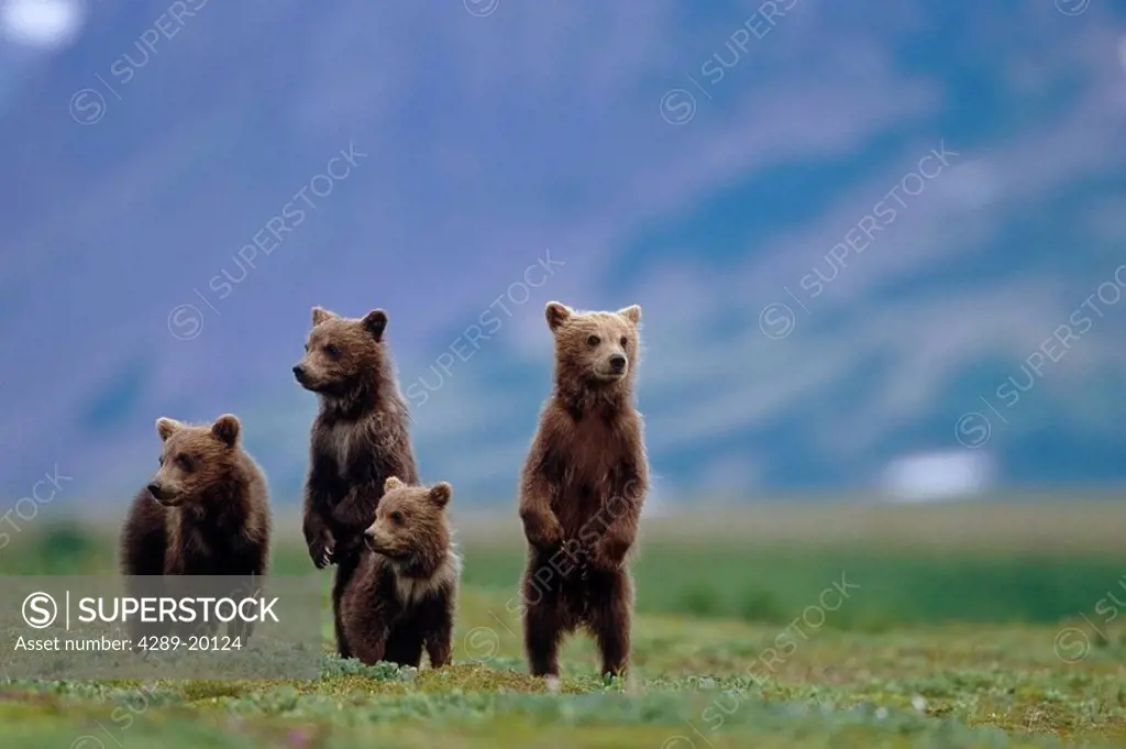 4 young brown bear cubs standing together on tundra Katmai National Park Southwest Alaska Summer