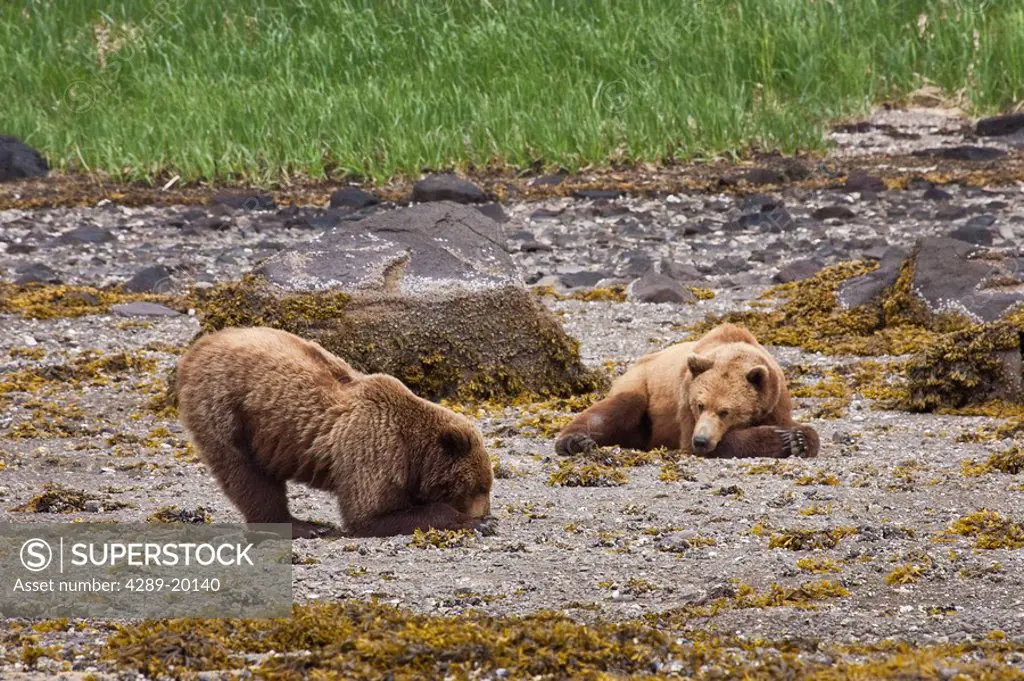 Brown bear digs for clams while a second bear rests on the beach, Geographic Harbor, Katmai National Park, Southwest Alaska, Summer