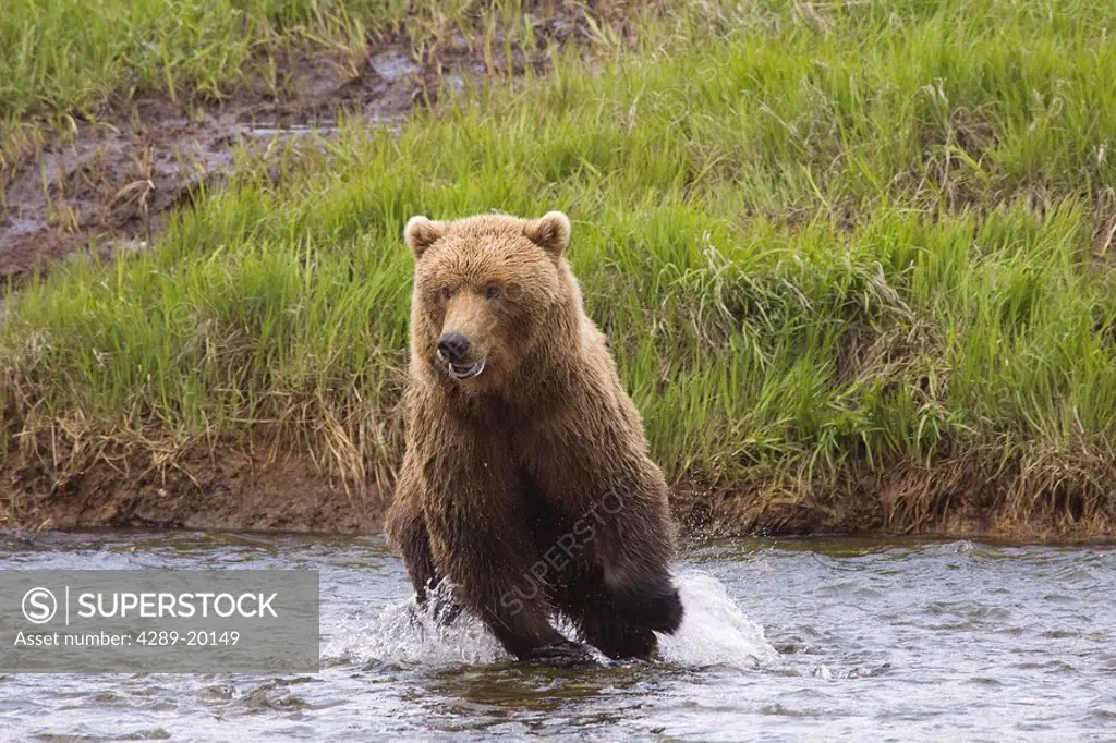 Alaska coastal brown bear chases a salmon in Mikfik Creek, McNeil River Sanctuary, Southwest Alaska