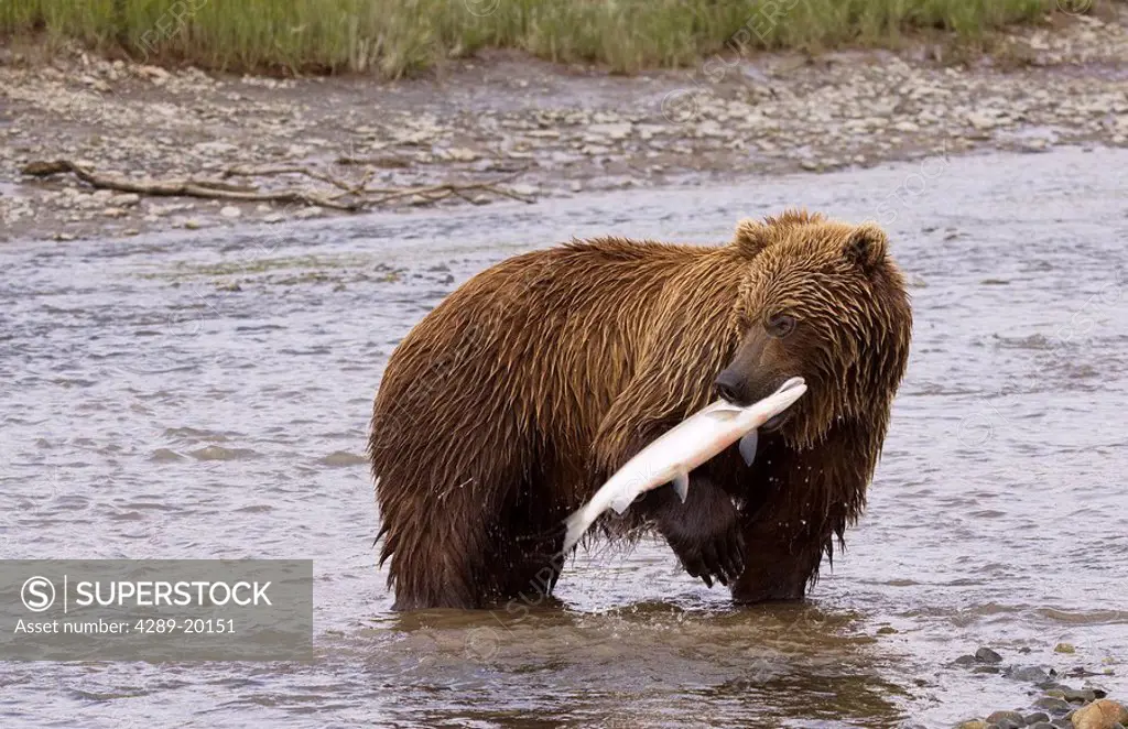 A young Alaska coastal brown bear has just caught a sockeye salmon, Mikfik Creek, McNeils State Game Sanctuary, Southwest Alaska