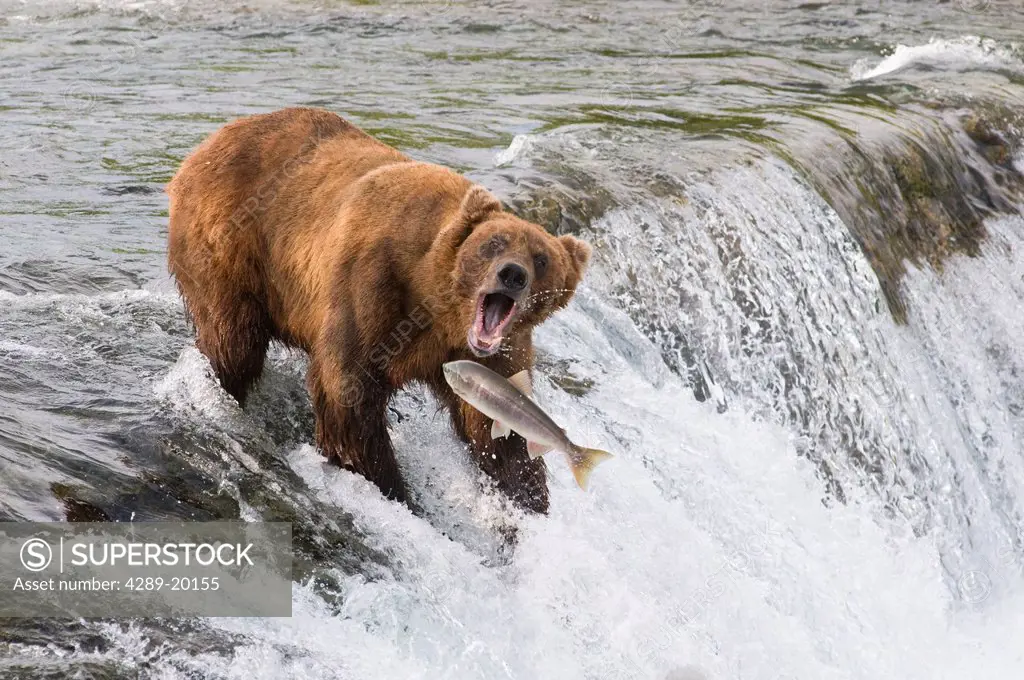 Adult Brown Bear fishing for salmon at top of Brooks Falls, Katmai National Park, Southwest Alaska, Summer