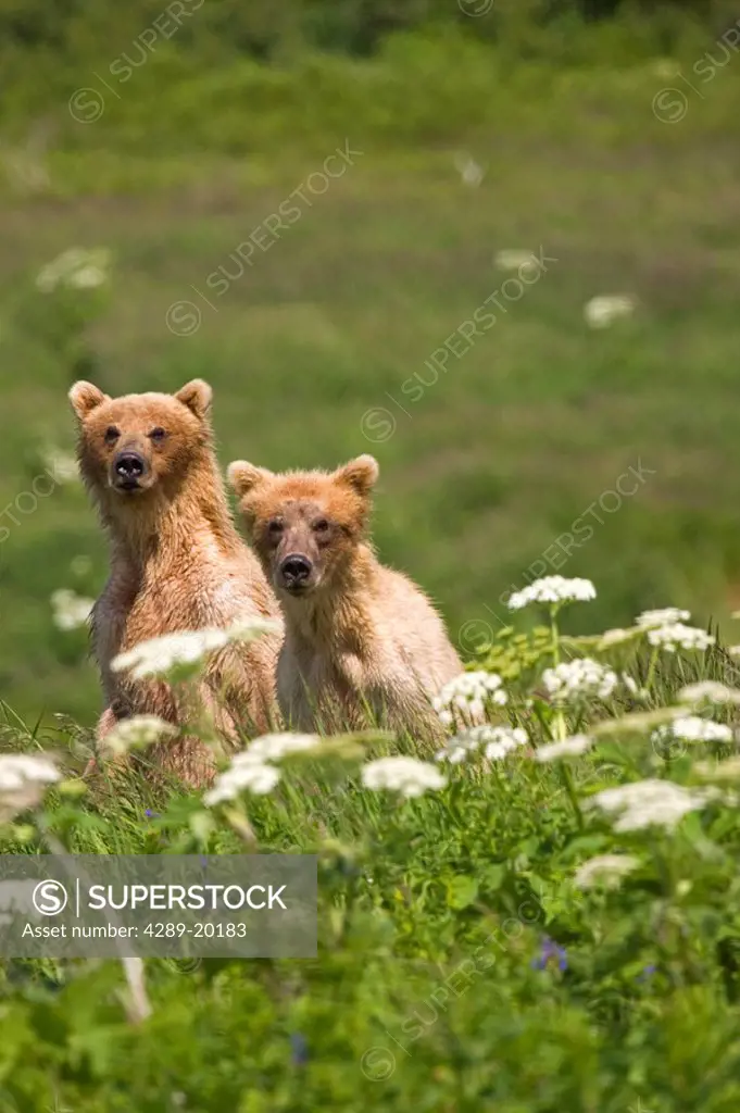 Young adolescent grizzly bears standing in meadow of wildflowers McNeil River State Game Sanctuary Alaska