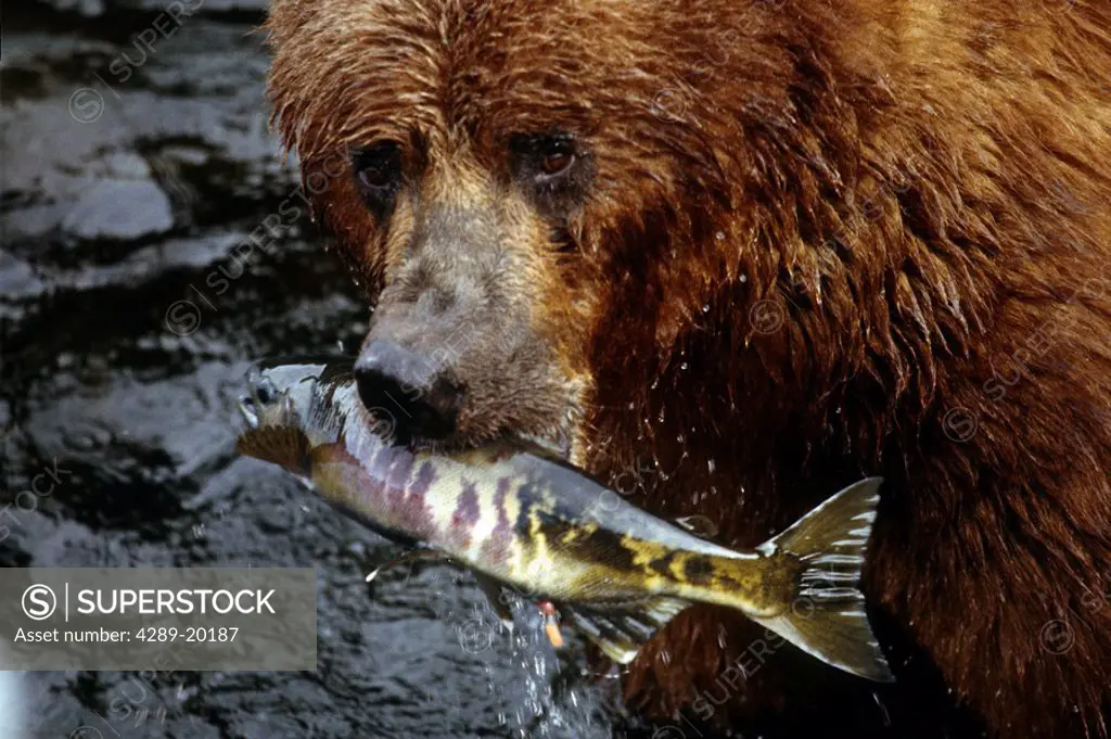Grizzly Bear Catches Chum Salmon in River SW Alaska Summer Afognak Island