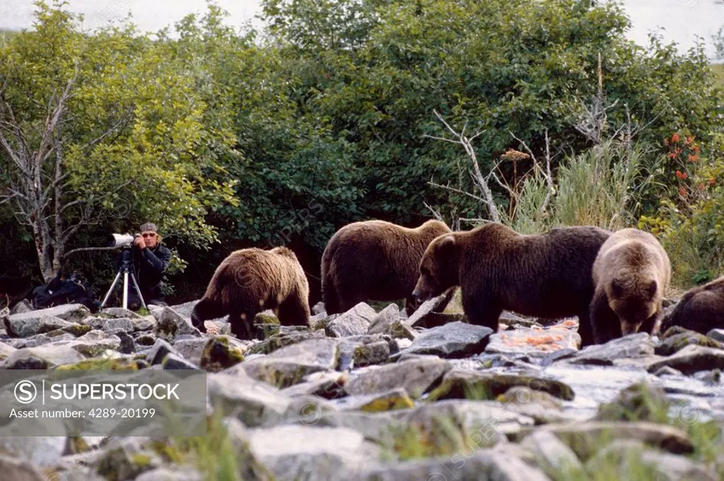 Timothy Treadwell photographing Grizzlies on stream bed Katmai National Park Southwest AK Summer