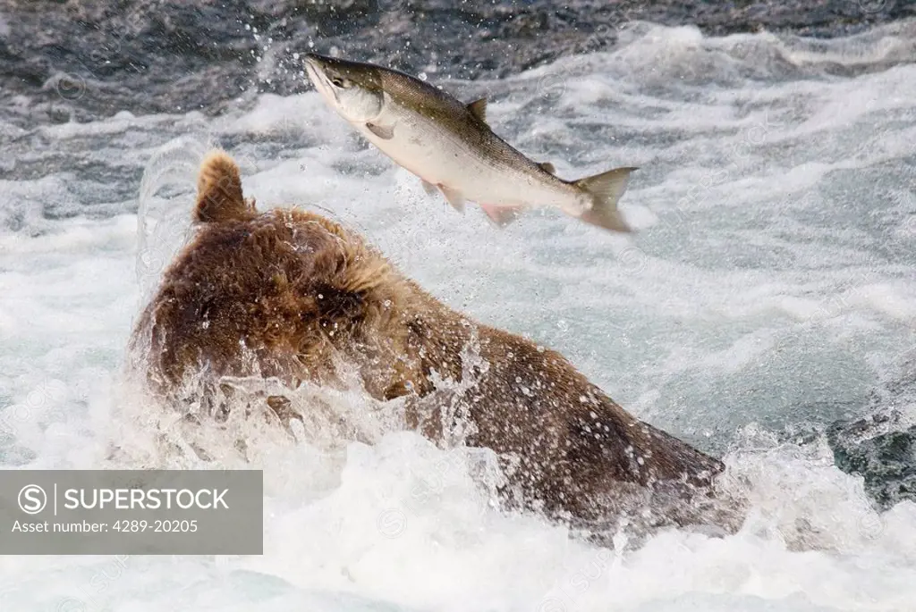 A sockeye salmon narrowly escapes the jaws of a brown bear fishing at the base of Brooks Falls in Katmai National Park, Alaska