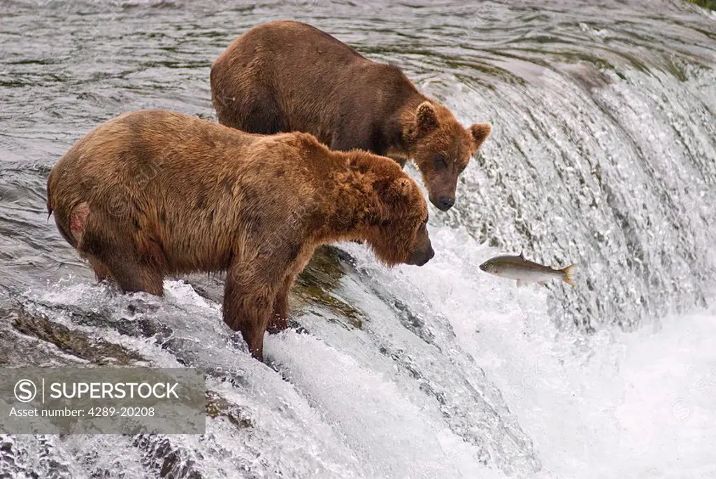 Two brown bears watch as a sockeye tries to jump past them at Brooks Falls in Katmai National Park, Southwest Alaska