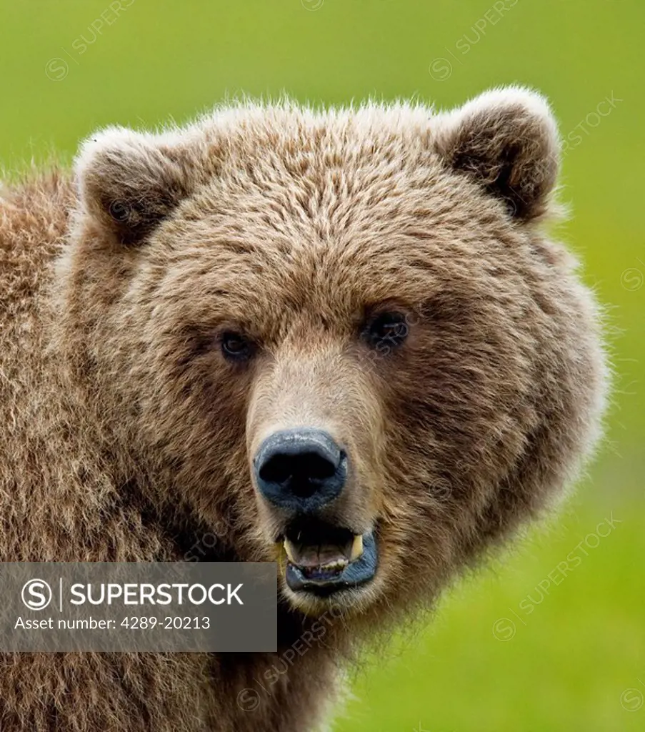 Close up of Brown bear in sedge grasses in Hallo Bay, Katmai National Park, Southwest Alaska, Summer