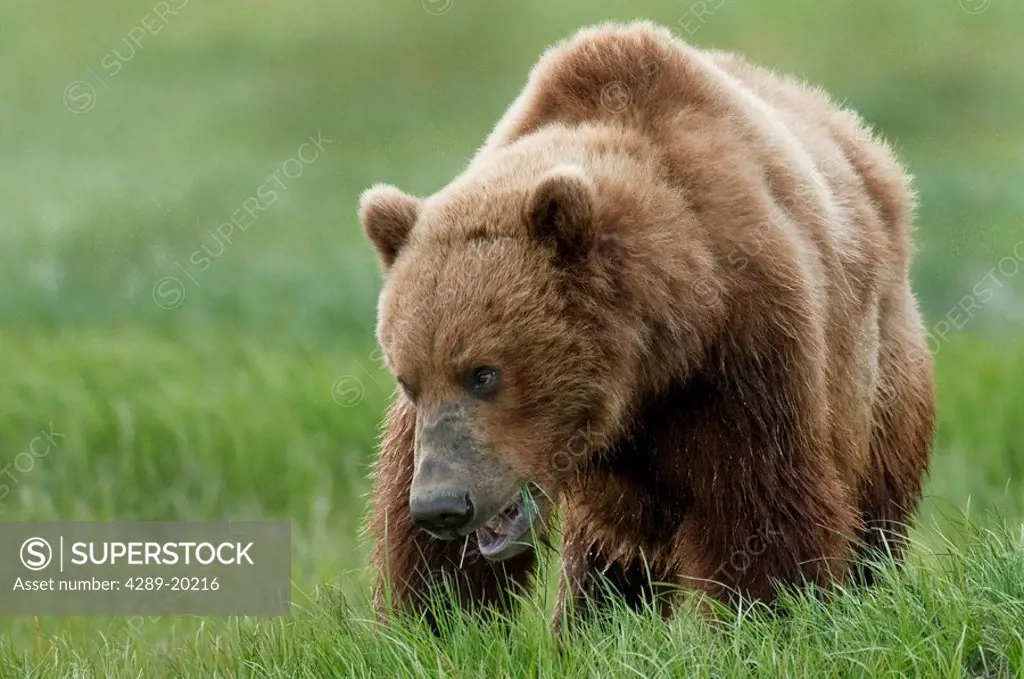 Brown bear eating sedge grasses in Hallo Bay, Katmai National Park, Southwest Alaska, Summer