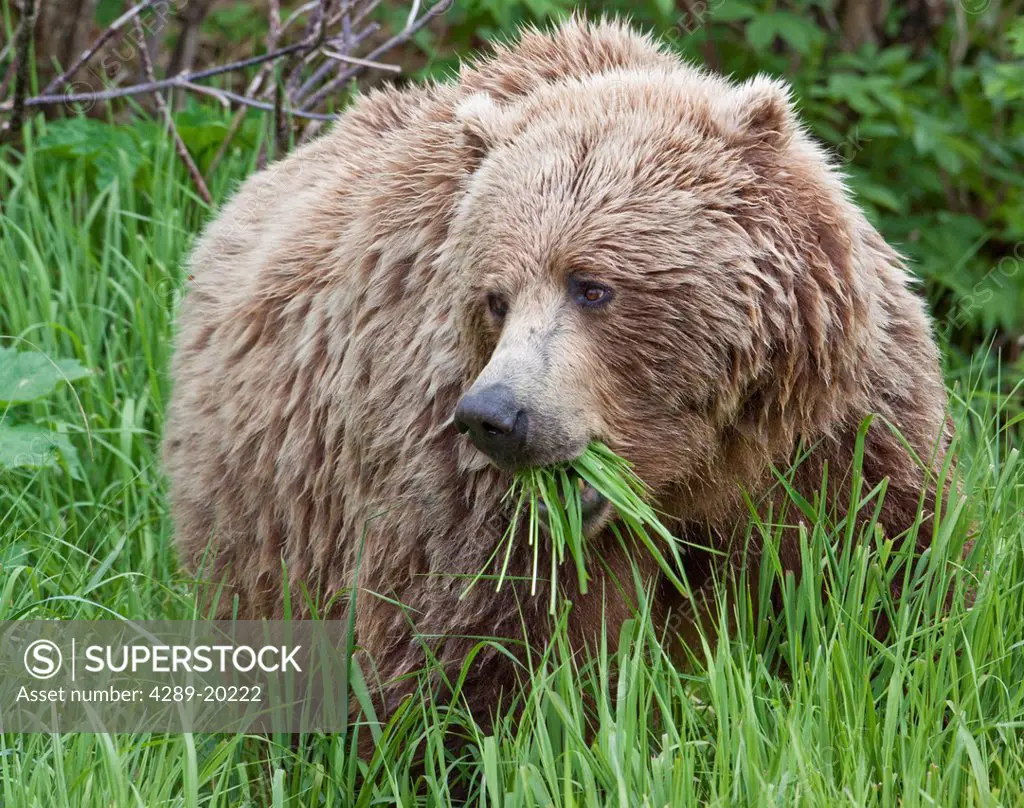 A female Brown Bear feeds on sedge grasses near the shore of Geographic Harbor, Katmai National Park, Southwest Alaska, Summer