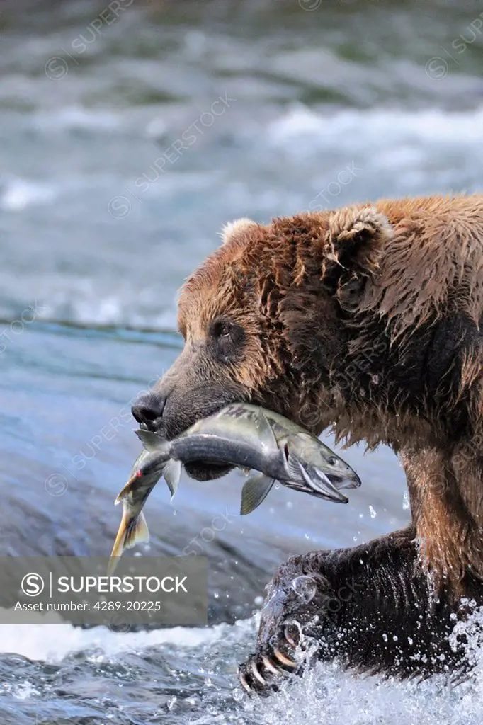 A brown bear carries away a chum salmon it caught at the McNeil River Falls, McNeil River State Game Sanctuary, Southwest Alaska