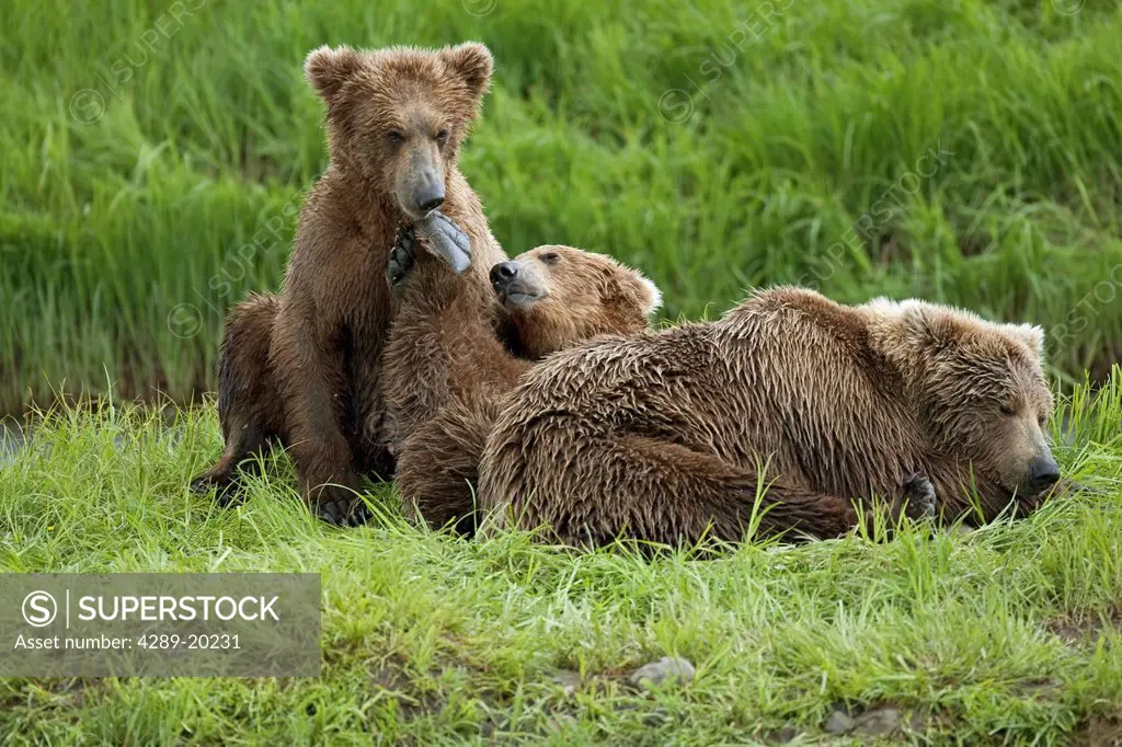 Two Brown Bear Ursus arctos cubs cuddling with their mother by Mikfit Creek, McNeil River State Game Sanctuary and Refuge, Southwest Alaska, Summer
