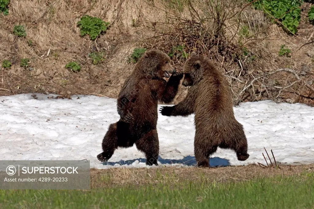 Two sub adult Brown Bears Ursus arctos play fight while standing on their hind legs in a snow patch by Mikfit Creek, McNeil River State Game Sanctuary...