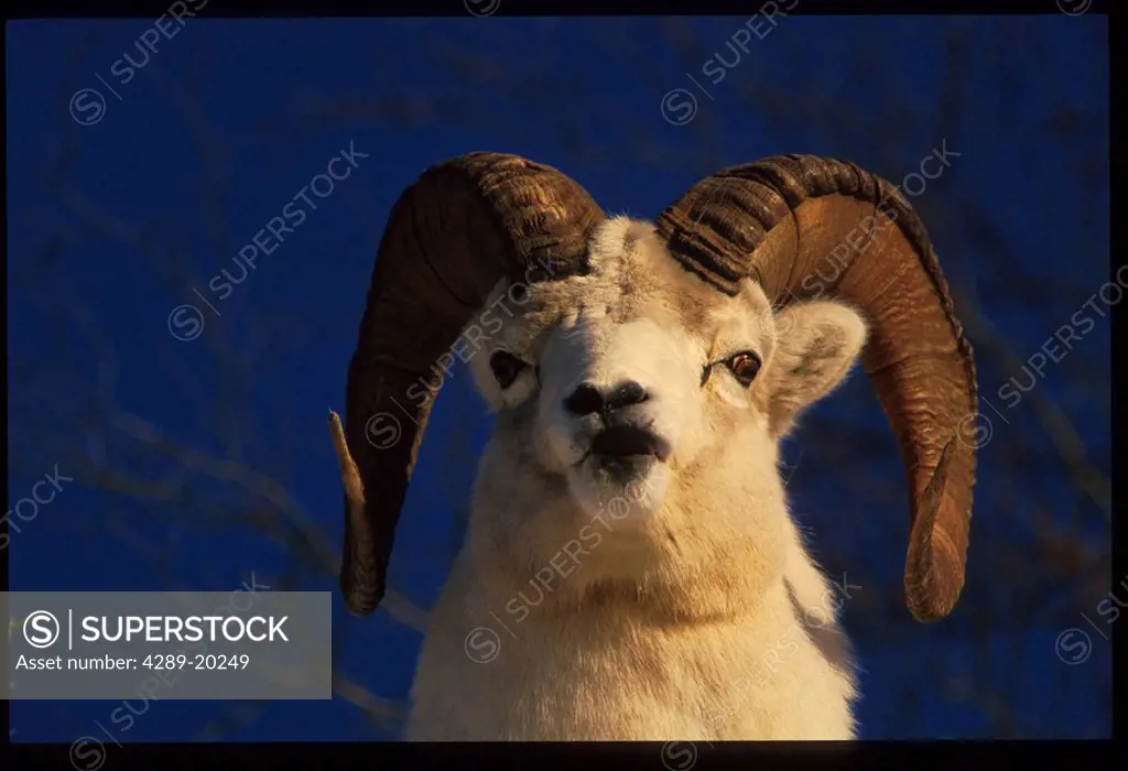 Dall Sheep Chugach Mountains Kenai Peninsula Alaska portrait