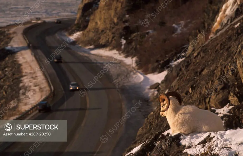 Dall Sheep on Ridge Above Seward Hwy SC AK/nChugach Mnt Winter