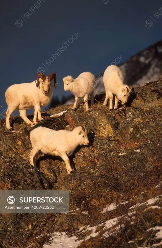 Dall Sheep on Ridge /nChugach Mnt Winter SC AK